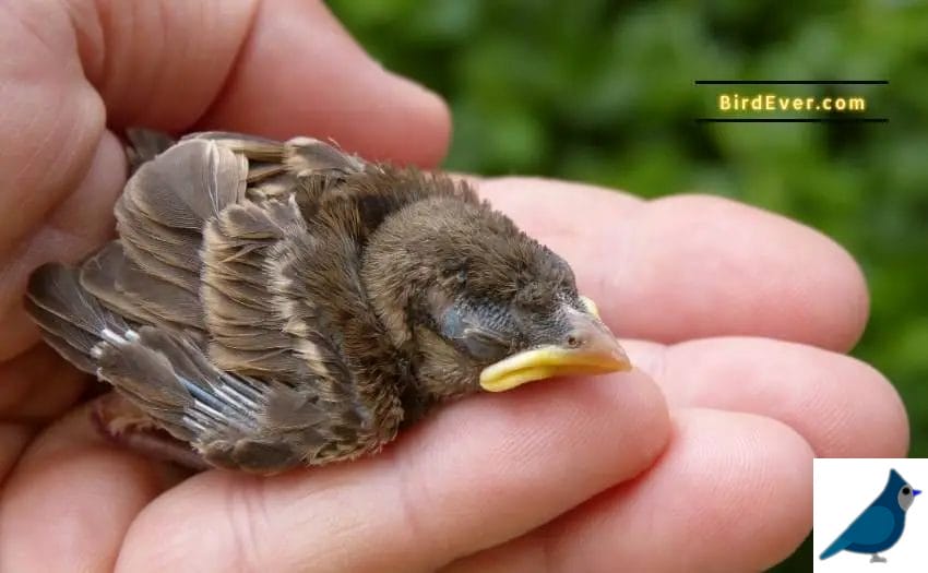 When do baby cardinals turn yellow