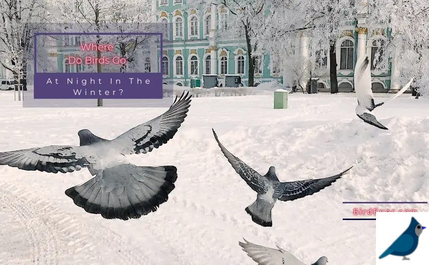 Where Do Birds Go At Night In The Winter