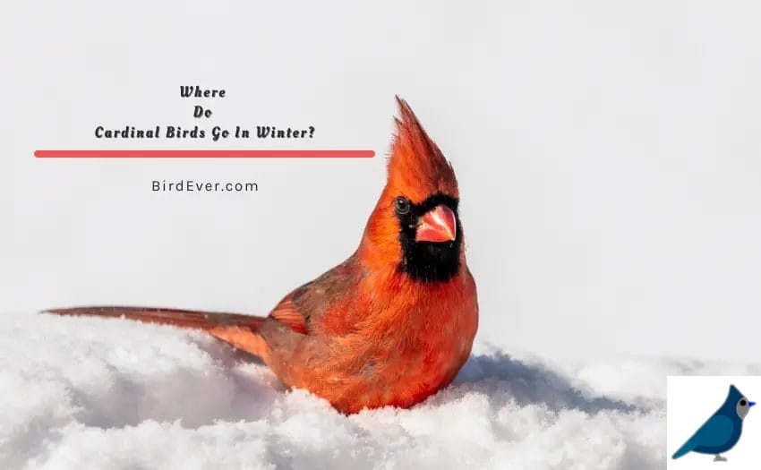 Where Do Cardinal Birds Go In Winter