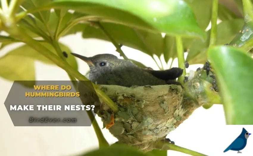 Where Do Hummingbirds Make Their Nests