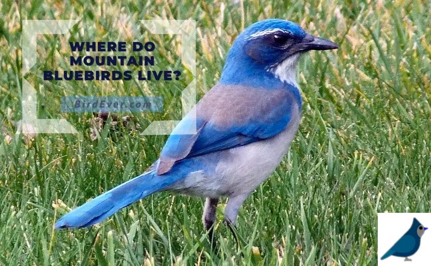 Where Do Mountain Bluebirds Live