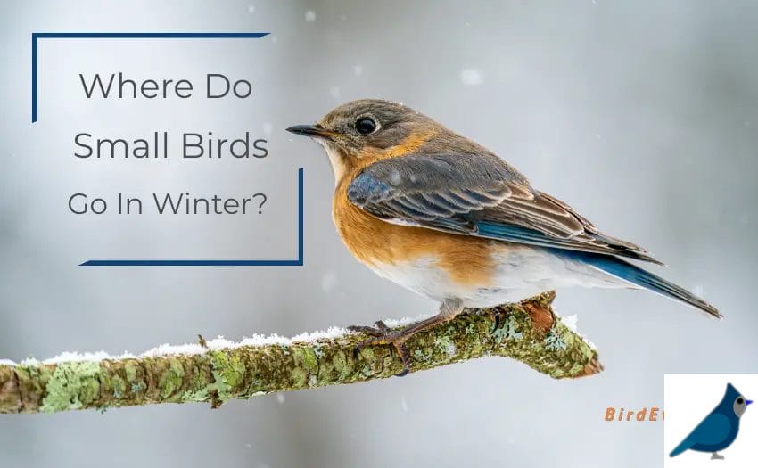 Where Do Small Birds Go In Winter