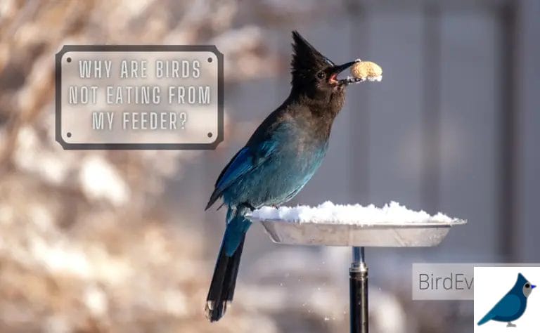 Why Are Birds Not Eating From My Feeder? 9 Possible Reasons