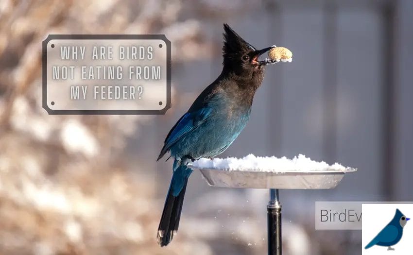 Why Are Birds Not Eating From My Feeder