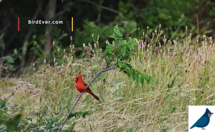 Why Cardinals Reuse Their Nests