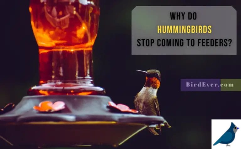 Why Do Hummingbirds Stop Coming To Feeders? 10 Reasons That May Surprise You!