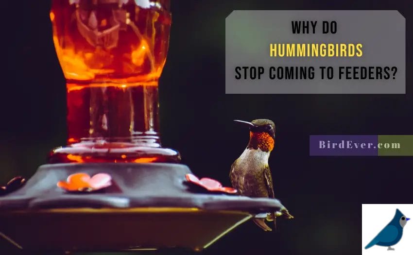 Why Do Hummingbirds Stop Coming To Feeders