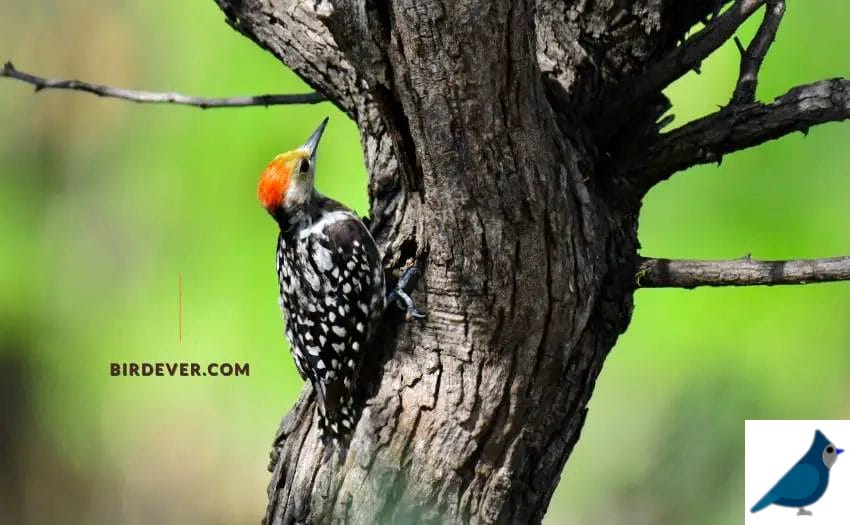 Why Woodpeckers Peck So Fast