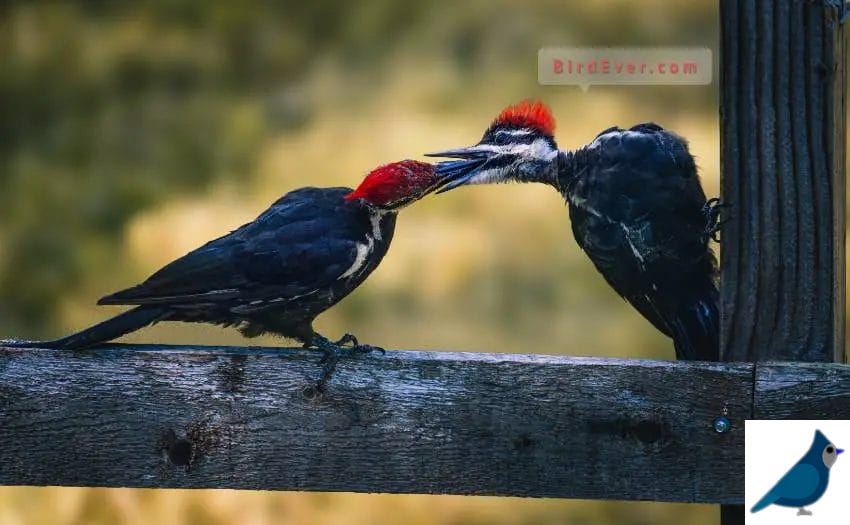 Woodpecker pair