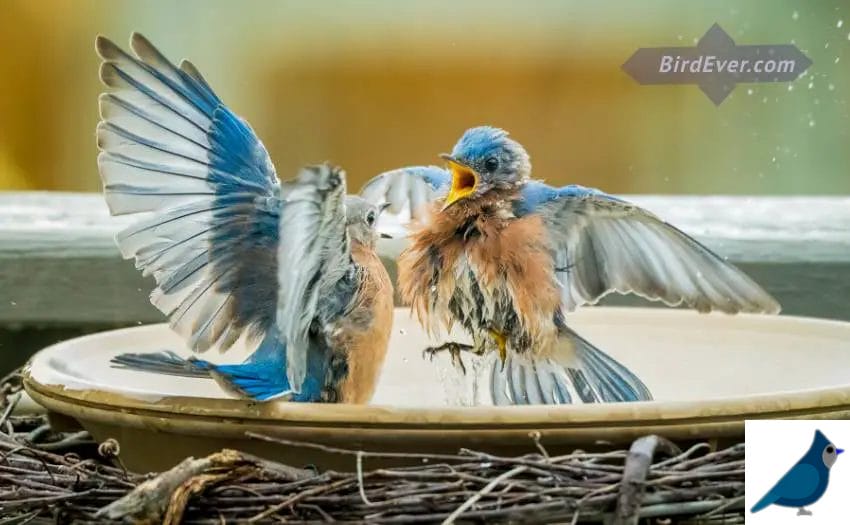 bluebirds fledgling time