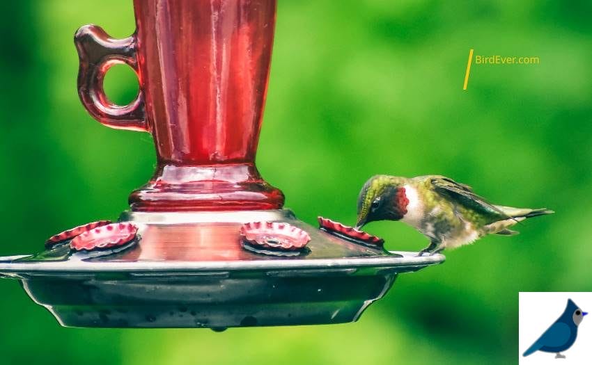 6 Healthy Winter Foods to Feed Your Hummingbirds