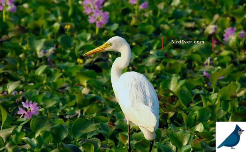 Best Plants To Feed Your Wild Bird