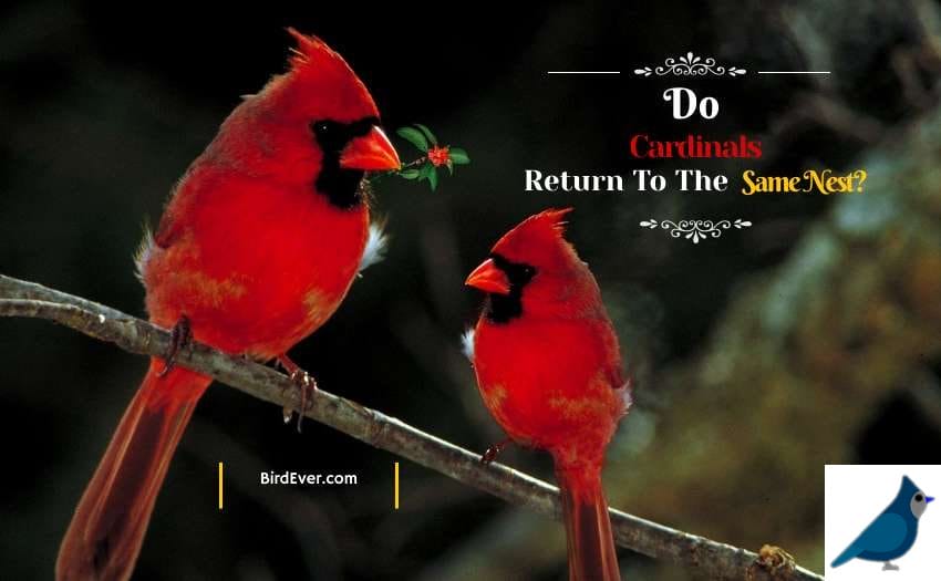 Do Cardinals Return To The Same Nest