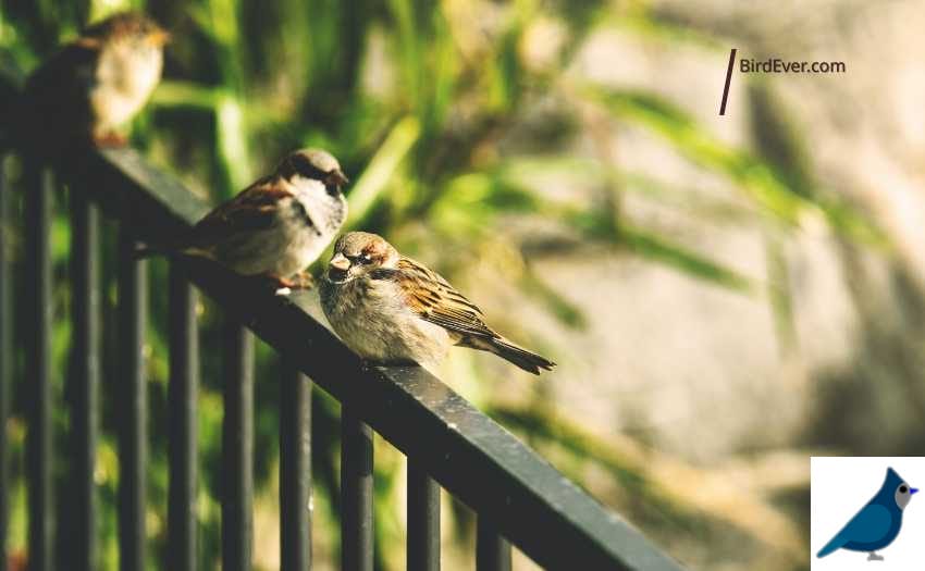 Do Sparrows Bring Any Messages