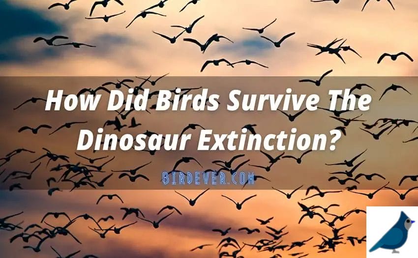 How Did Birds Survive The Dinosaur Extinction