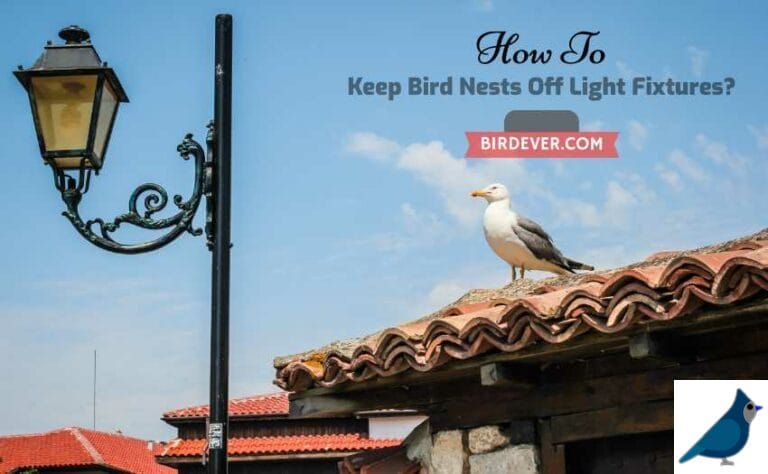 How To Keep Bird Nests Off Light Fixtures? 7 Freebie Hacks To Apply