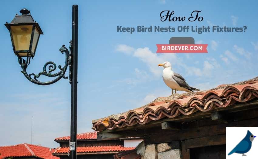 How To Keep Bird Nests Off Light Fixtures