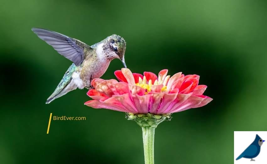 Hummingbirds Diet In The Winter