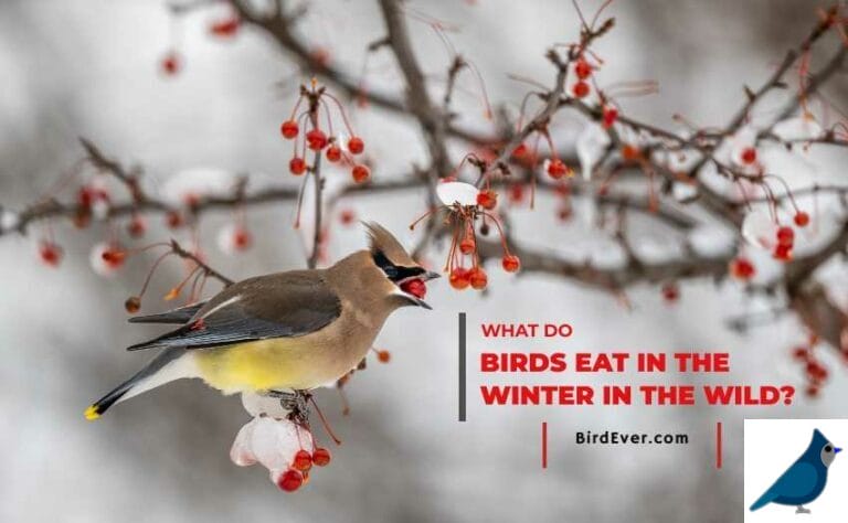 The Best Plants To Feed Your Wild Bird: 6 Amazing Edible Forages That Natures Provides Free!