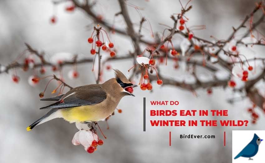 What Do Birds Eat In The Winter In The Wild? 6 Amazing Items