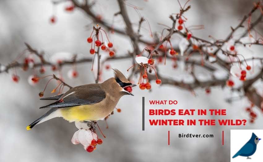 What Do Birds Eat In The Winter In The Wild