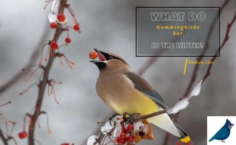 What Do Hummingbirds Eat In The Winter? 6 Healthy Diet