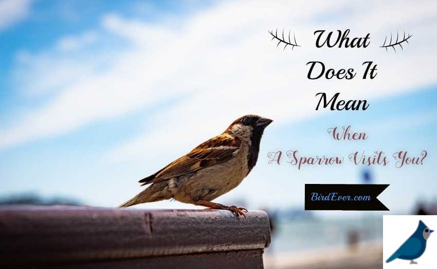 What Does It Mean When A Sparrow Visits You