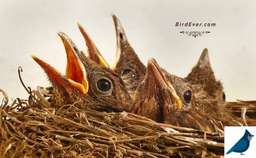 Where Do Baby Cardinals Go After Leaving Nest