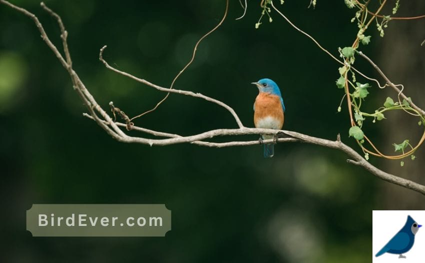 7 Interesting Facts About Bluebirds