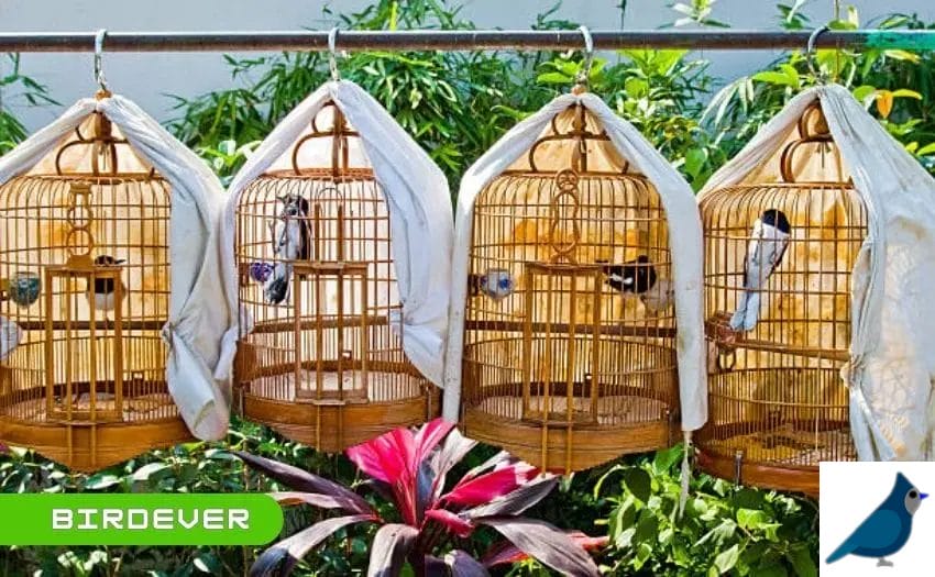 Bird Cage Cover for Winter