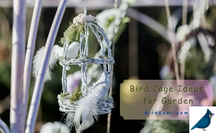 Bird Cage Ideas for Garden