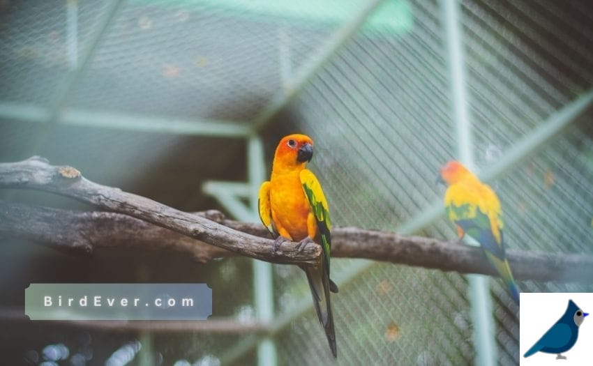 Charm of Bird Cages