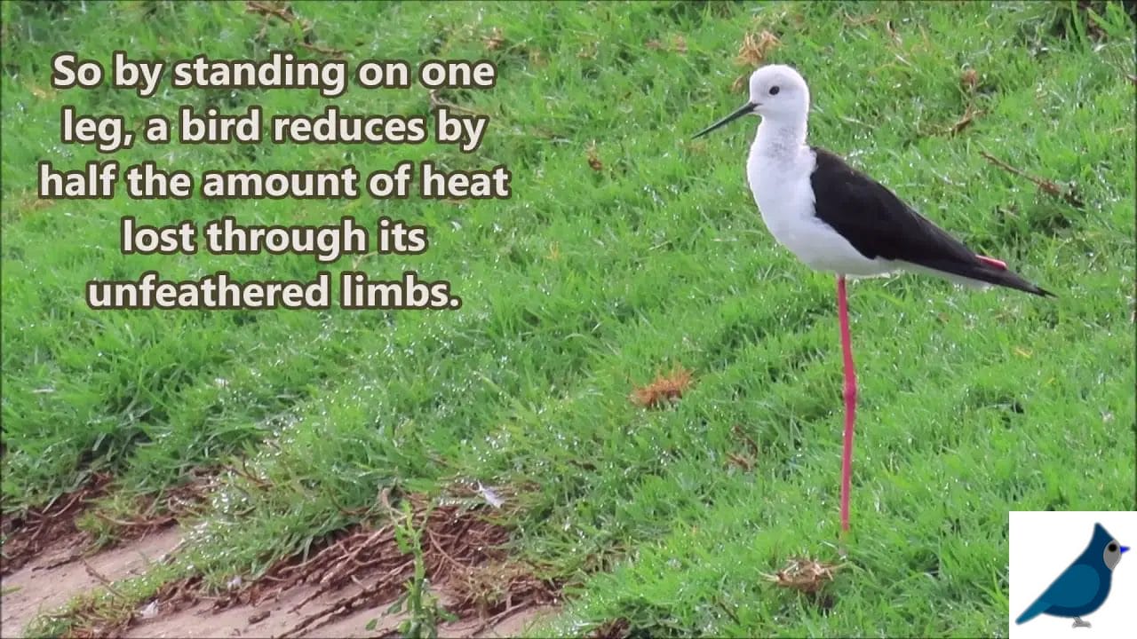 Bird That Stand on One Leg 1 Unveiling the Mystery