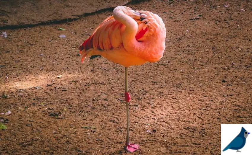 Flamingo Stand on One Leg