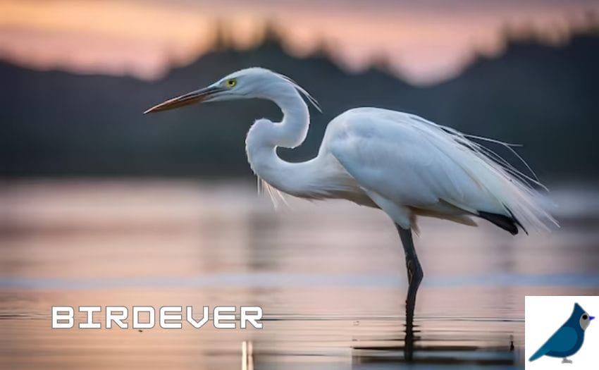 Heron Stand on One Leg