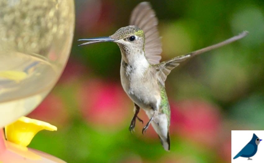 Hummingbird Flight Speed