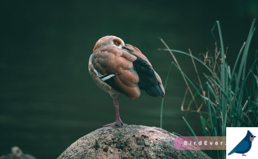 One-Legged Stance in Birds