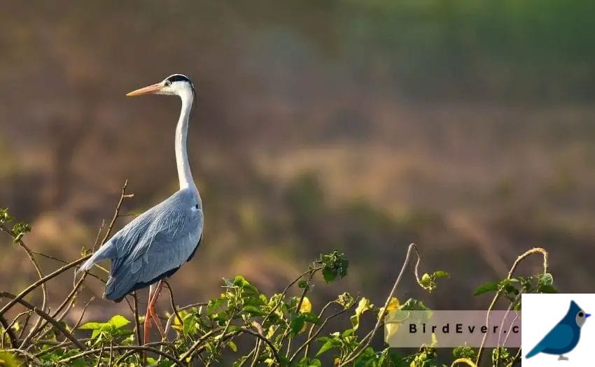 Why Birds Stand on One Leg