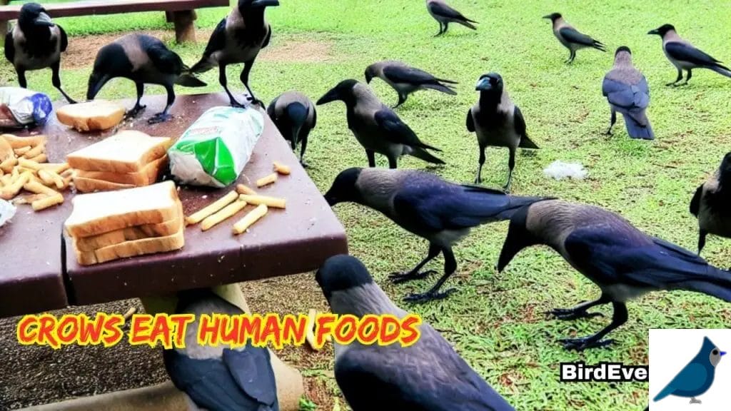 crows eat human foods