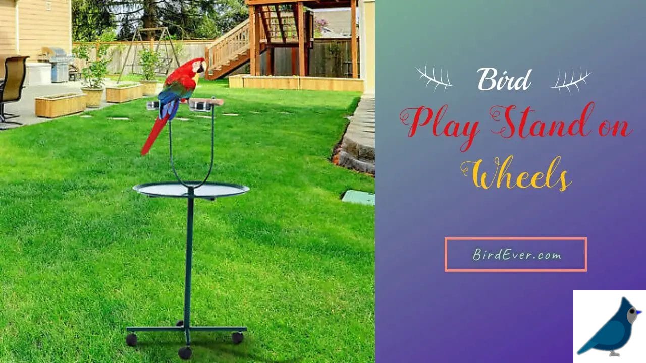 Bird Play Stand on Wheels