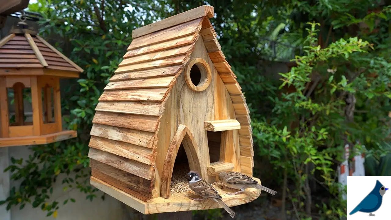 FAQs of a bird house