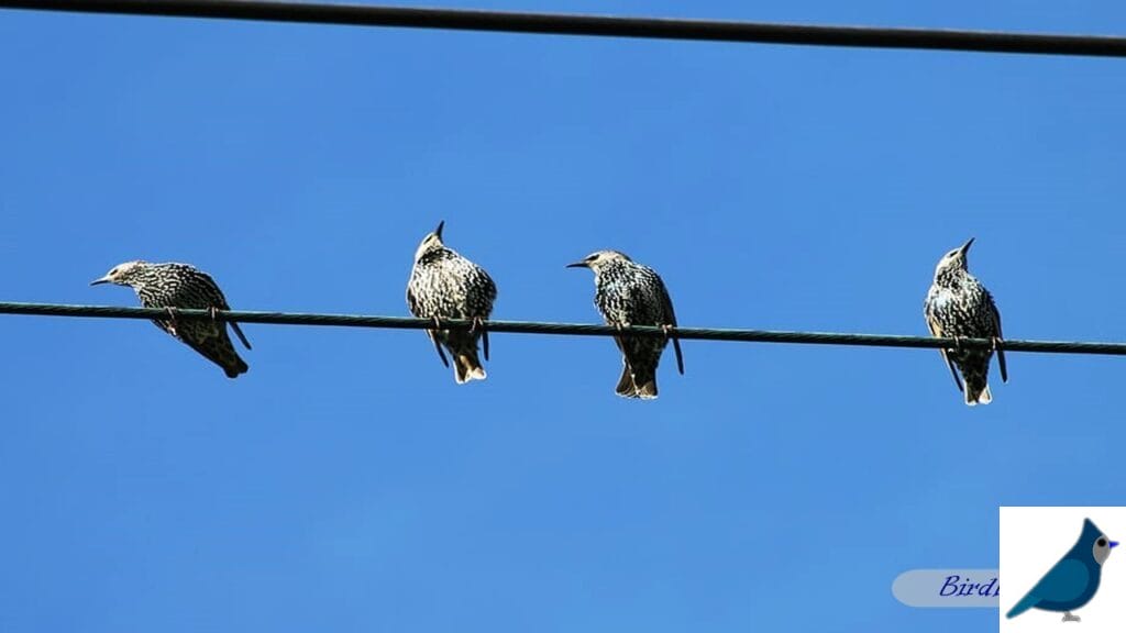 Birds Sitting on Power Lines