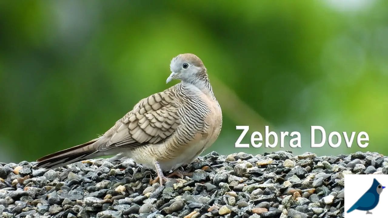 Brown Bird that Looks Like Zebra