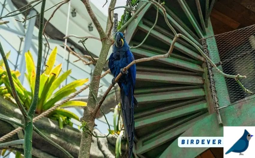 Detailed Process of Cleaning Wooden Bird Perches