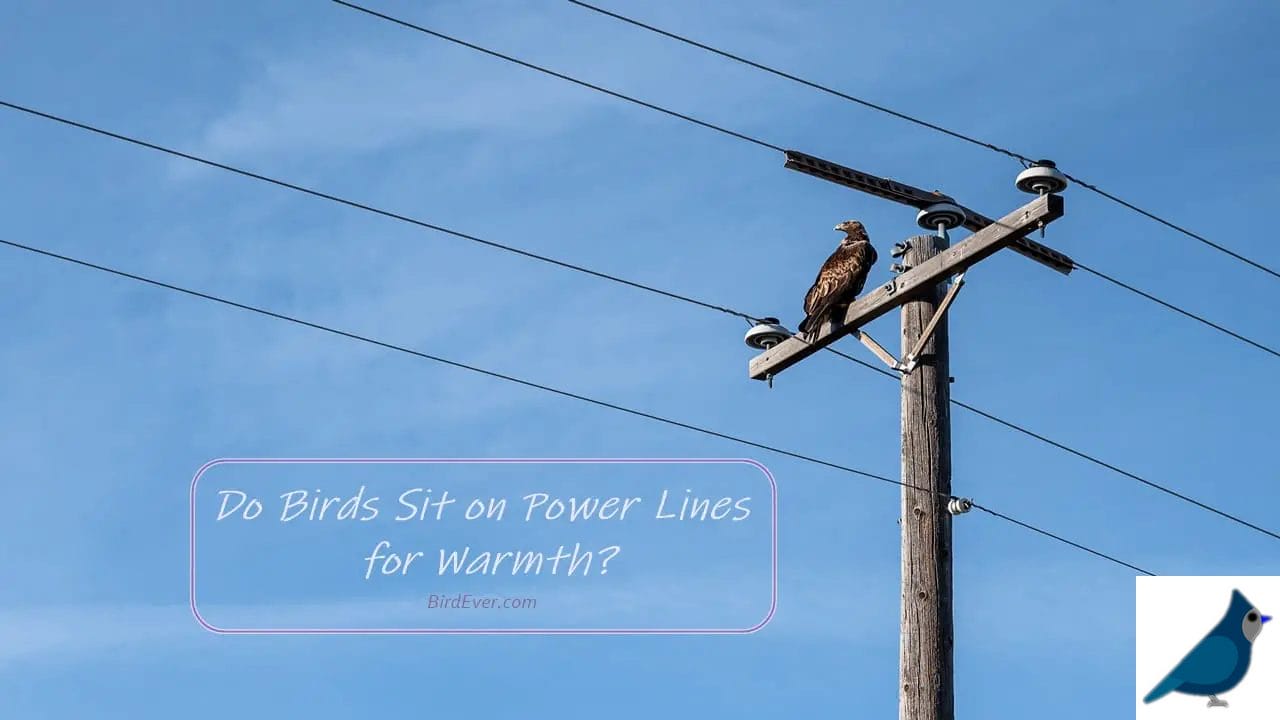 Do Birds Sit on Power Lines for Warmth