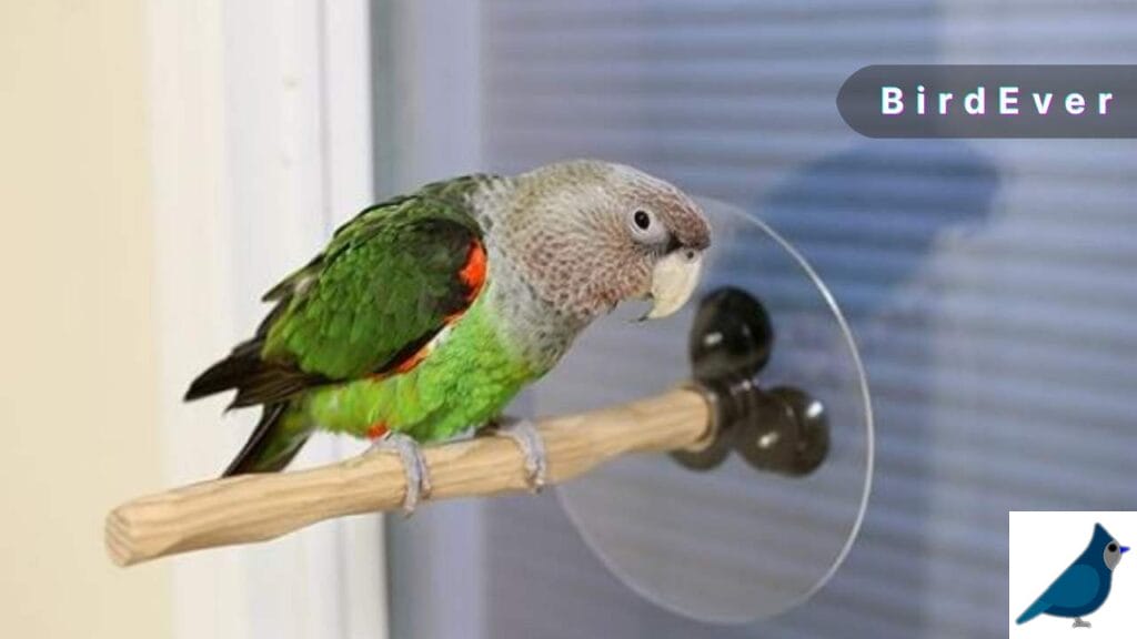Features of Bird Perch with Suction Cup
