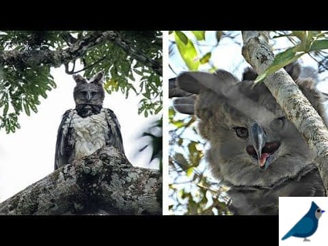 Harpy Eagle Look Like Human