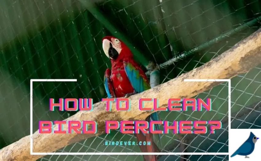 How to Clean Bird Perches