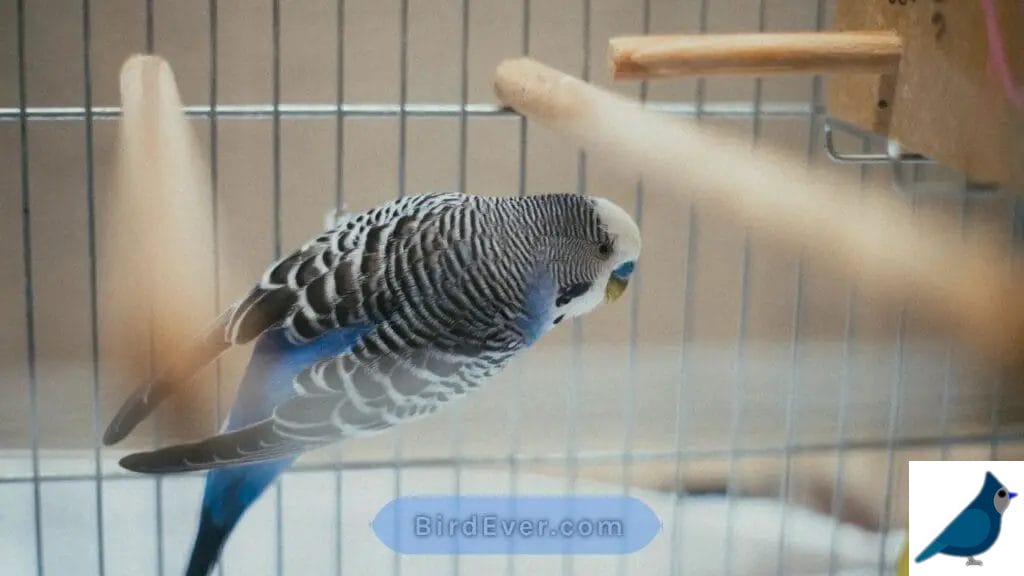 Must-Have Items Inside Budgie's Cage