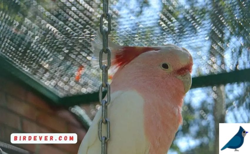 When Should You Clean Your Bird's Perch